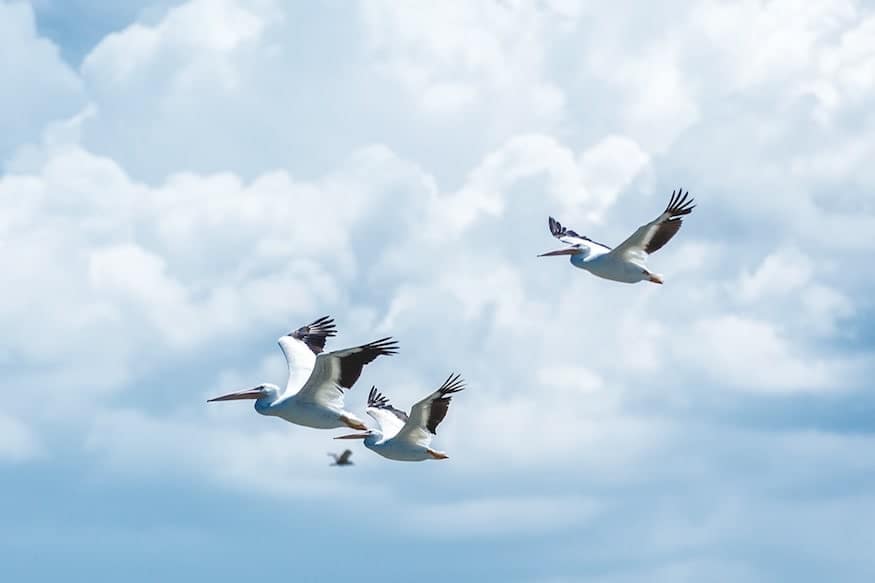 WordPress Migration made easy in 10 Simple Steps - Birds flying in the blue sky